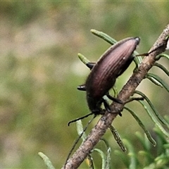 Homotrysis cisteloides (Darkling beetle) at Bungonia, NSW - 16 Nov 2024 by trevorpreston