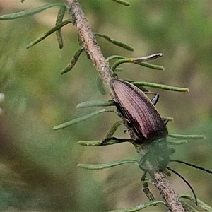 Homotrysis cisteloides at Bungonia, NSW - 17 Nov 2024