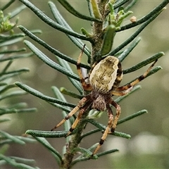 Unidentified Orb-weaving spider (several families) at Bungonia, NSW - 16 Nov 2024 by trevorpreston