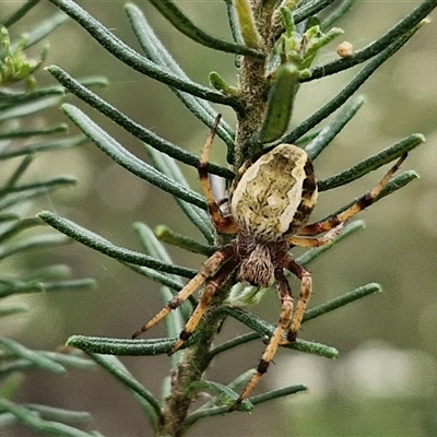 Unidentified Orb-weaving spider (several families) at Bungonia, NSW - 16 Nov 2024 by trevorpreston