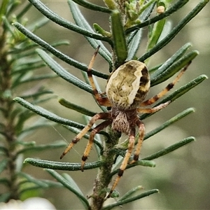 Salsa fuliginata at Bungonia, NSW - 17 Nov 2024 10:44 AM