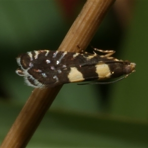 Glyphipterix chrysoplanetis (A Sedge Moth) at Freshwater Creek, VIC by WendyEM