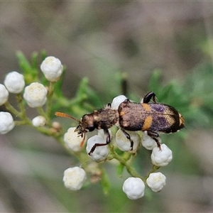 Eleale pulchra (Clerid beetle) at Bungonia, NSW by trevorpreston