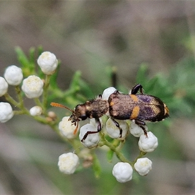 Eleale pulchra (Clerid beetle) at Bungonia, NSW - 16 Nov 2024 by trevorpreston