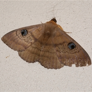 Dasypodia selenophora at Freshwater Creek, VIC - 11 Nov 2024