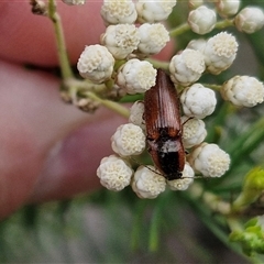 Ophidius elegans (Click beetle) at Bungonia, NSW - 16 Nov 2024 by trevorpreston