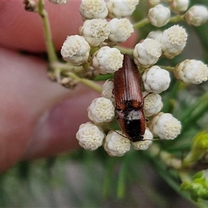 Ophidius elegans at Bungonia, NSW - 17 Nov 2024