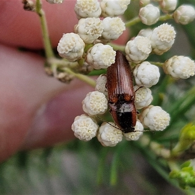 Ophidius elegans (Click beetle) at Bungonia, NSW - 17 Nov 2024 by trevorpreston