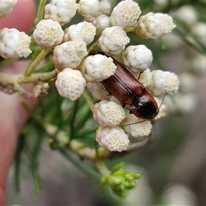 Ophidius elegans at Bungonia, NSW - 17 Nov 2024