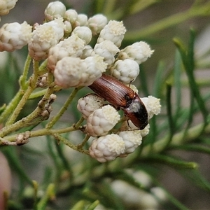 Ophidius elegans at Bungonia, NSW - 17 Nov 2024