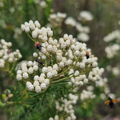 Ozothamnus diosmifolius (Rice Flower, White Dogwood, Sago Bush) at Bungonia, NSW - 16 Nov 2024 by trevorpreston