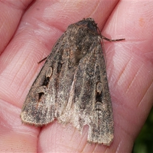 Agrotis infusa (Bogong Moth, Common Cutworm) at Freshwater Creek, VIC by WendyEM