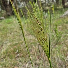 Austrostipa bigeniculata at Bungonia, NSW - 17 Nov 2024 10:41 AM