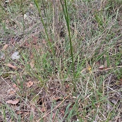 Austrostipa bigeniculata at Bungonia, NSW - 17 Nov 2024 10:41 AM