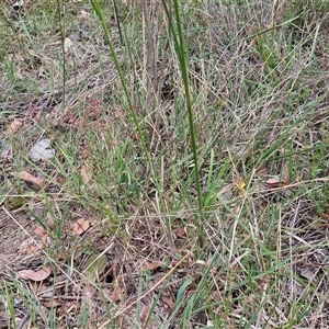 Austrostipa bigeniculata at Bungonia, NSW - 17 Nov 2024 10:41 AM