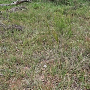 Austrostipa bigeniculata at Bungonia, NSW - 17 Nov 2024 10:41 AM