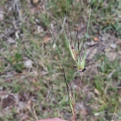 Themeda triandra at Bungonia, NSW - 17 Nov 2024