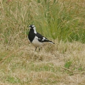 Grallina cyanoleuca at Freshwater Creek, VIC - 11 Nov 2024 05:55 PM