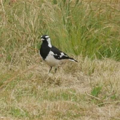 Grallina cyanoleuca (Magpie-lark) at Freshwater Creek, VIC - 11 Nov 2024 by WendyEM