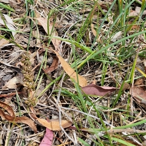 Lomandra multiflora at Bungonia, NSW - 17 Nov 2024