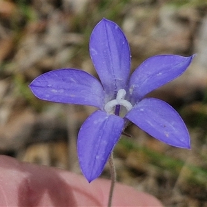 Wahlenbergia stricta subsp. stricta at Bungonia, NSW - 17 Nov 2024 10:37 AM