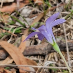 Wahlenbergia stricta subsp. stricta at Bungonia, NSW - 17 Nov 2024