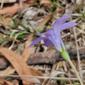 Wahlenbergia stricta subsp. stricta at Bungonia, NSW - 17 Nov 2024