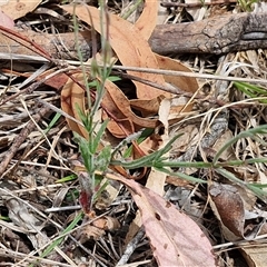 Wahlenbergia stricta subsp. stricta at Bungonia, NSW - 17 Nov 2024