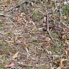 Wahlenbergia stricta subsp. stricta at Bungonia, NSW - 17 Nov 2024