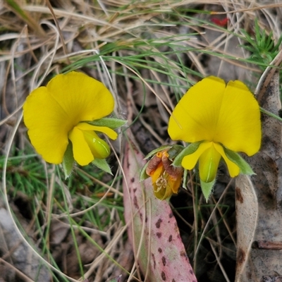 Gompholobium huegelii (pale wedge–pea) at Bungonia, NSW - 16 Nov 2024 by trevorpreston