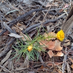 Xerochrysum viscosum (Sticky Everlasting) at Chisholm, ACT - 18 Nov 2024 by PatMASH