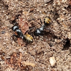 Camponotus aeneopilosus (A Golden-tailed sugar ant) at Bungonia, NSW - 17 Nov 2024 by trevorpreston