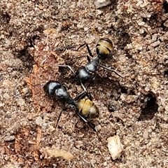 Camponotus aeneopilosus at Bungonia, NSW - 17 Nov 2024 10:32 AM