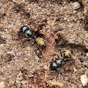 Camponotus aeneopilosus at Bungonia, NSW - 17 Nov 2024 10:32 AM