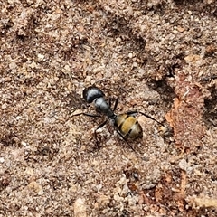 Camponotus aeneopilosus at Bungonia, NSW - 17 Nov 2024 10:32 AM