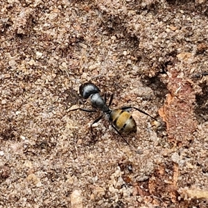 Camponotus aeneopilosus at Bungonia, NSW - 17 Nov 2024 10:32 AM