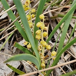 Lomandra filiformis subsp. coriacea at Bungonia, NSW - 17 Nov 2024