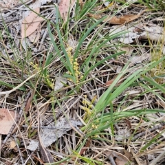 Lomandra filiformis subsp. coriacea at Bungonia, NSW - 17 Nov 2024