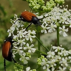 Phyllotocus rufipennis (Nectar scarab) at Bungonia, NSW - 16 Nov 2024 by trevorpreston