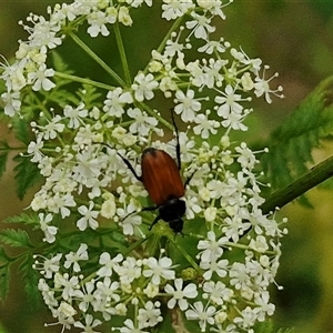 Phyllotocus rufipennis at Bungonia, NSW - 17 Nov 2024