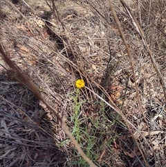 Xerochrysum viscosum (Sticky Everlasting) at Chisholm, ACT - 18 Nov 2024 by PatMASH