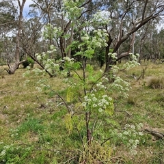 Conium maculatum (Hemlock) at Bungonia, NSW - 16 Nov 2024 by trevorpreston