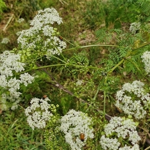 Conium maculatum at Bungonia, NSW - 17 Nov 2024