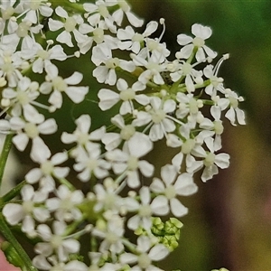 Conium maculatum at Bungonia, NSW - 17 Nov 2024