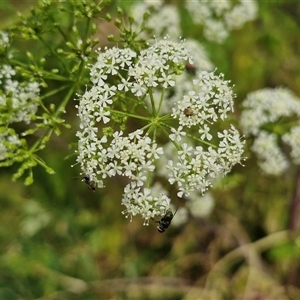 Conium maculatum at Bungonia, NSW - 17 Nov 2024