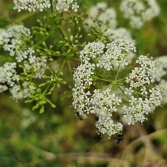 Conium maculatum at Bungonia, NSW - 17 Nov 2024