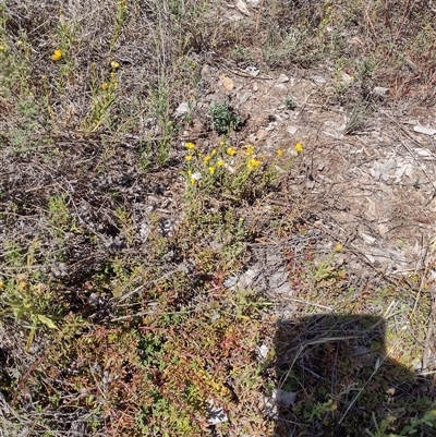 Chrysocephalum apiculatum (Common Everlasting) at Chisholm, ACT - 18 Nov 2024 by PatMASH