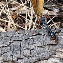 Myrmecia tarsata (Bull ant or Bulldog ant) at Bungonia, NSW - 17 Nov 2024 by trevorpreston