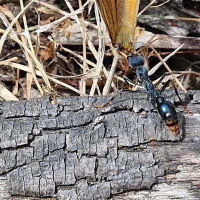 Myrmecia tarsata (Bull ant or Bulldog ant) at Bungonia, NSW - 16 Nov 2024 by trevorpreston