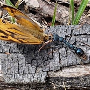 Myrmecia tarsata at Bungonia, NSW - 17 Nov 2024